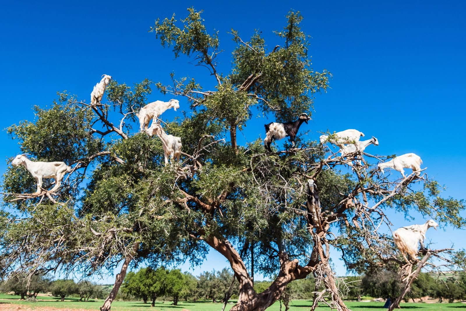 Argan goats near Essaouira
